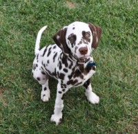 /album/galeria-de-fotos/pequeno-dalmata-jpg1/